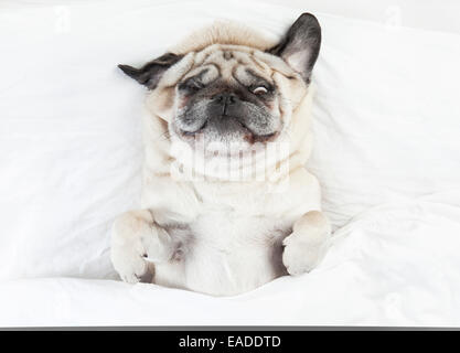 Pug male dog with cream colored fur lying on a white blanket Stock Photo