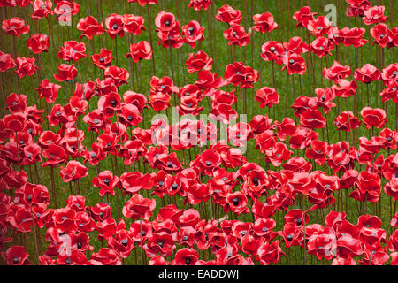 Blood Swept Lands and Seas of Red display at the Tower of London Stock Photo