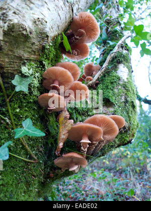 Carmarthenshire,Wales, UK. Wed 12th Nov 2014. November autumn weather today is a mixture of rain, sunny periods and intense colour.  Honey Fungus mushrooms (Armillaria mellea), moss and ivy cling to the trunk of a tree.  Kathy deWitt/AlamyLiveNews Stock Photo