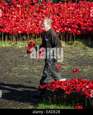 London, UK. 12th November, 2014. Tower of London Poppies are starting to be removed from the moat. Credit:  Ian Ward/Alamy Live News