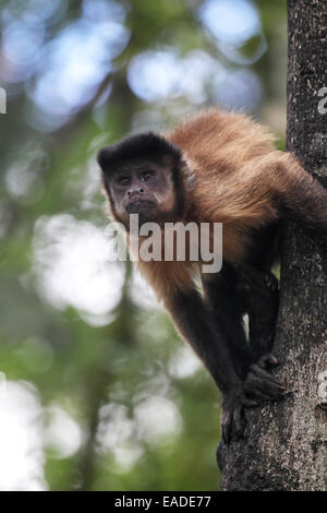 Tufted capuchin (Cebus apella) climbing on a tree trunk. Stock Photo