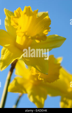 Daffodil 'King Alfred', Narcissus 'King Alfred', Yellow subject, Blue background. Stock Photo