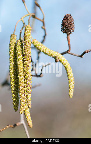 Alder, Grey Alder, Alnus incana, Green subject. Stock Photo