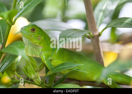 Panama wildlife with a juvenile green iguana in a forest outside Penonomé, Cocle province, Republic of Panama, Central America. Stock Photo