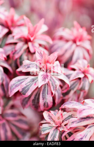 Spurge, Wood spurge, Euphorbia amygdaloides 'Frosted flame', Pink subject. Stock Photo