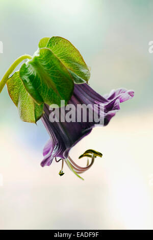 Cup & Saucer, Cobaea scandens, Purple subject. Stock Photo