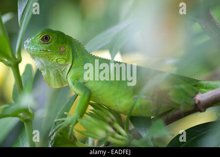 Panama wildlife with a juvenile green iguana in a forest outside Penonomé, Cocle province, Republic of Panama, Central America. Stock Photo