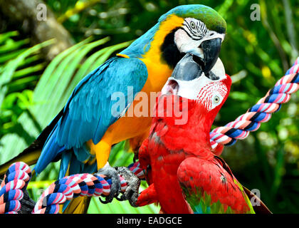 Two scarlet macaw birds kissing while perched on a rope Stock Photo