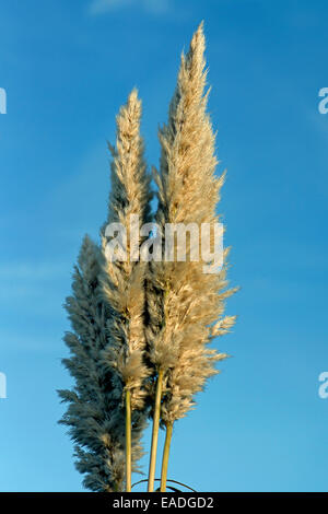 Grass, Pampas grass, Cortaderia selloana, Cream subject, Blue background. Stock Photo