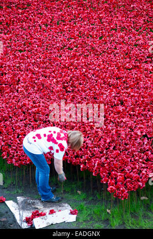 London, UK. Wednesday 12 November 2014. Volunteers removing some of the 888,246 ceramic poppies which formed the art installation titled 'Blood Swept Lands and Seas of Red’ by artist Paul Cummins, and which has recently surrounded the Tower of London. Today marked the start of the removal of the poppies to allow their sale to members of the public. Credit:  David Gee/Alamy Live News Stock Photo