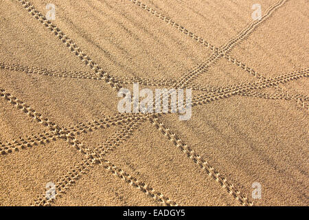 Lizard trails on the Mesquite flat sand dunes in Death Valley which is the lowest, hottest, driest place in the USA, with an average annual rainfall of around 2 inches, some years it does not receive any rain at all. Stock Photo