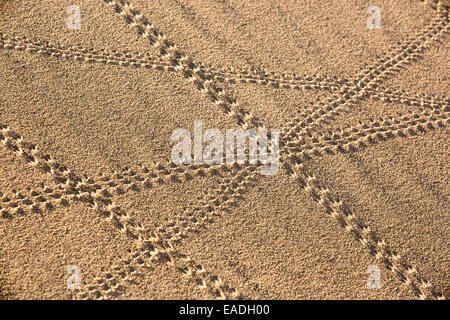 Lizard trails on the Mesquite flat sand dunes in Death Valley which is the lowest, hottest, driest place in the USA, with an average annual rainfall of around 2 inches, some years it does not receive any rain at all. Stock Photo