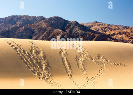 Footprints and lizard tracks on the Mesquite flat sand dunes in Death Valley which is the lowest, hottest, driest place in the U Stock Photo