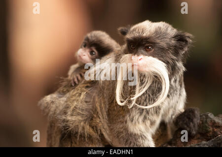 Bearded Emperor Tamarin carrying a baby Stock Photo