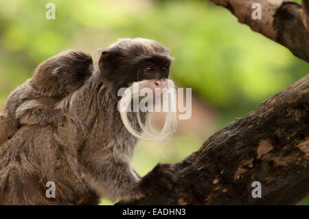 Bearded Emperor Tamarin carrying a baby Stock Photo