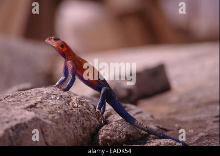 Agama lizard on a rock Stock Photo