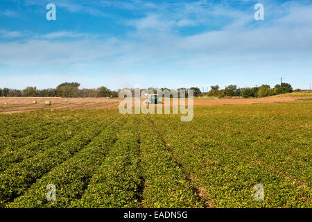 Peanut harvest, John Deere tractor harvesting inverted 'spanish'  peanuts. Stock Photo