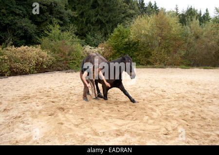 Horse in the circus Lesson bowing Stock Photo