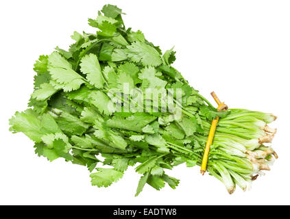 bunch of fresh coriander leaves isolated on white background Stock Photo