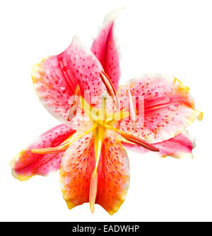 pink tiger lily flower close up isolated on white background Stock Photo