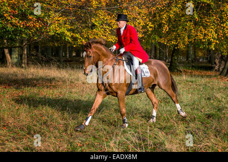 The Hubertus Hunting in red, white, and golden colors in Dyrehaven just north of Copenhagen, Denmark Stock Photo