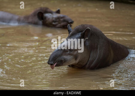 Lowland tapir Tapirus terrestris also known as the South American Tapir, Brazilian Tapir Stock Photo