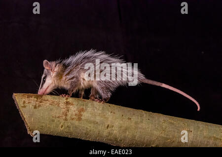 andean white eared opossum on a branch zarigueya Stock Photo