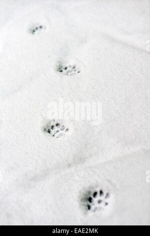 cat footprints in the snow Stock Photo