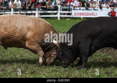 BOSNIA AND HERZEGOVINA / Vitez / People watch two bulls fighting head to head during bull fights in the town of Vitez. Stock Photo