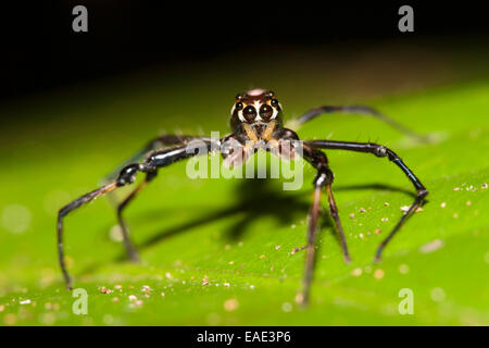 Hunting spider, unidentified species, on leaf, Kinabatangan, Sabah, Malaysia, Borneo Stock Photo