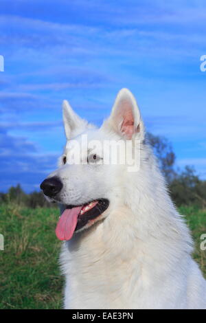 Berger Blanc Suisse, White Swiss Shepherd Dog Stock Photo