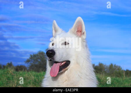 Berger Blanc Suisse, White Swiss Shepherd Dog Stock Photo