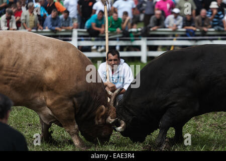 BOSNIA AND HERZEGOVINA / Vitez / People watch two bulls fighting head to head during bull fights in the town of Vitez. Stock Photo