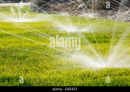 Despite the worst drought in living memory, that has lasted over four years, people are still watering their lawns in Fresno, California, USA. Most of California is in exceptional drought, the highest level of drought classification. 428,000 acres of agricultural land have been taken out of production due to lack of water, thousands of agricultural workers have lost their jobs and one third of all children in California go to bed hungry. Stock Photo