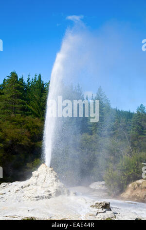 Lady Knox Geyser erupting at Wai-O-Tapu  geothermal area in New Zealand Stock Photo