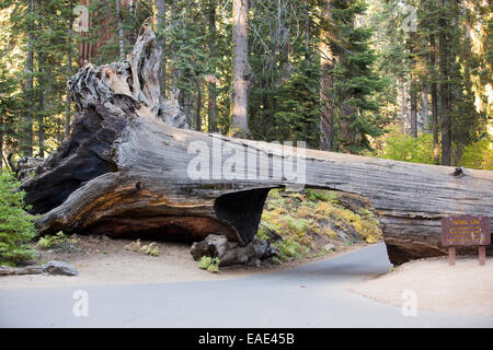 The Tunnel Log a fallen Giant Redwood, or Sequoia, Sequoiadendron giganteum, in Sequoia National Park, California, USA. Stock Photo