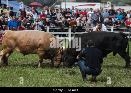 BOSNIA AND HERZEGOVINA / Vitez / People watch two bulls fighting head to head during bull fights in the town of Vitez. Stock Photo