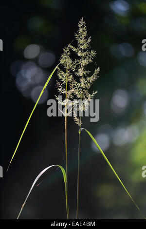 Wood Small-reed or Bushgrass (Calamagrostis epigejos), Tinner Loh nature reserve, near Haren, Emsland, Lower Saxony, Germany Stock Photo