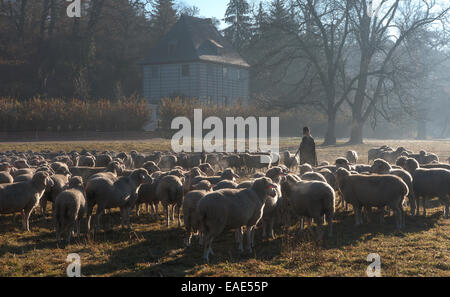 Shepherd with his flock in front of Goethe's Garden House, Ilm Park, UNESCO World Heritage Site, autumn mood, Weimar, Thuringia