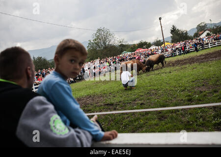 BOSNIA AND HERZEGOVINA / Vitez / People watch two bulls fighting head to head during bull fights in the town of Vitez. Stock Photo