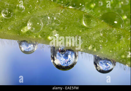 Planet Earth reflected in dewdrops, symbolic image of water as an elixir of life, Germany Stock Photo