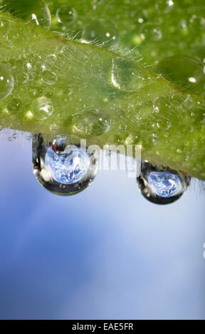 Planet Earth reflected in dewdrops, symbolic image of water as an elixir of life, Germany Stock Photo