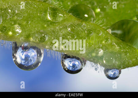 Planet Earth reflected in dewdrops, symbolic image of water as an elixir of life, Germany Stock Photo