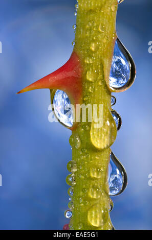 Planet Earth reflected in dewdrops on a rose stem with thorn, symbolic image of water as an elixir of life, Germany Stock Photo