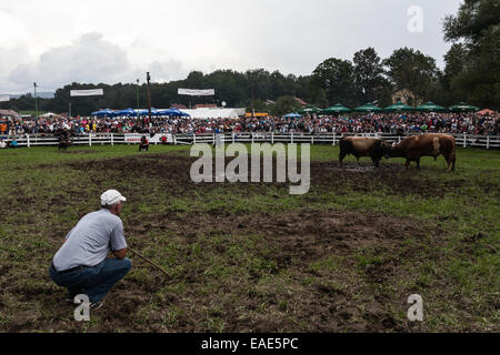 BOSNIA AND HERZEGOVINA / Vitez / People watch two bulls fighting head to head during bull fights in the town of Vitez. Stock Photo