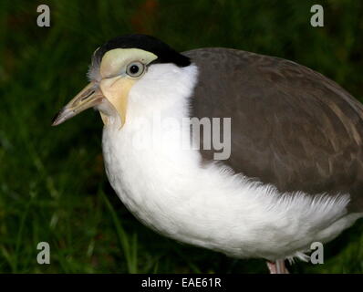 Australasian Masked Lapwing (Vanellus miles), extreme close-up of body and head Stock Photo