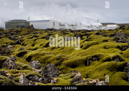 Lava covered with Elongate Rock Moss (Racomitrium elongatum) at the Svartsengi geothermal power station, near Grindavík Stock Photo