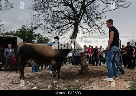 BOSNIA AND HERZEGOVINA / Vitez / People watch bull before bullfight in central Bosnian town of Vitez. Stock Photo