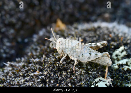 Blue-winged Grasshopper (Oedipoda coerulescens), Südtirol, Italy Stock Photo