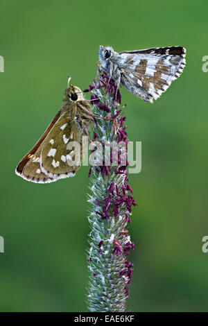 Silver-spotted Skipper (Hesperia comma), left, and a Grizzled Skipper (Pyrgus malvae), right, Seewertal, Ötztaler Alpen Stock Photo